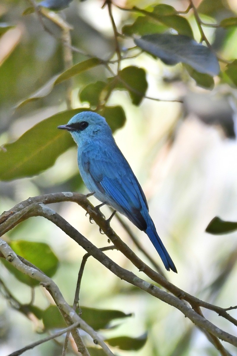 銅藍鶲 - ML614009468