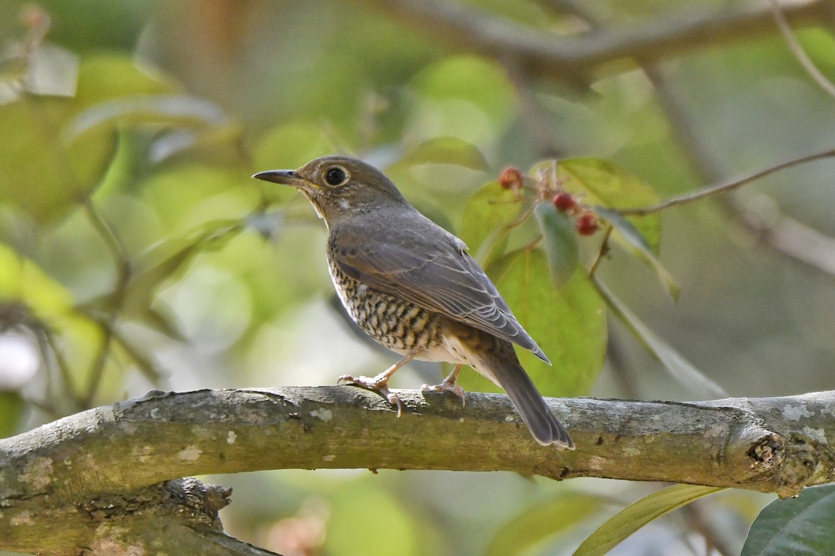 Blue-capped Rock-Thrush - ML614009473