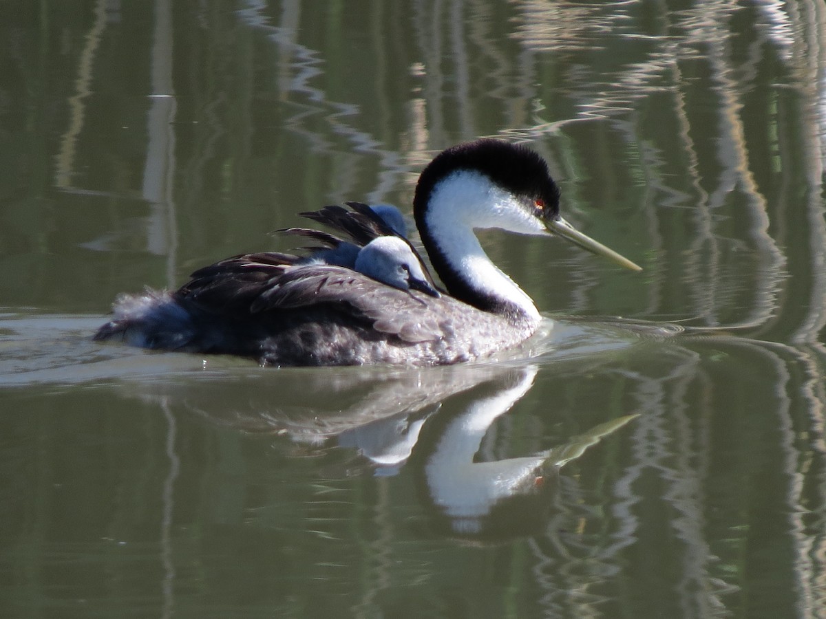 Western Grebe - ML61400951