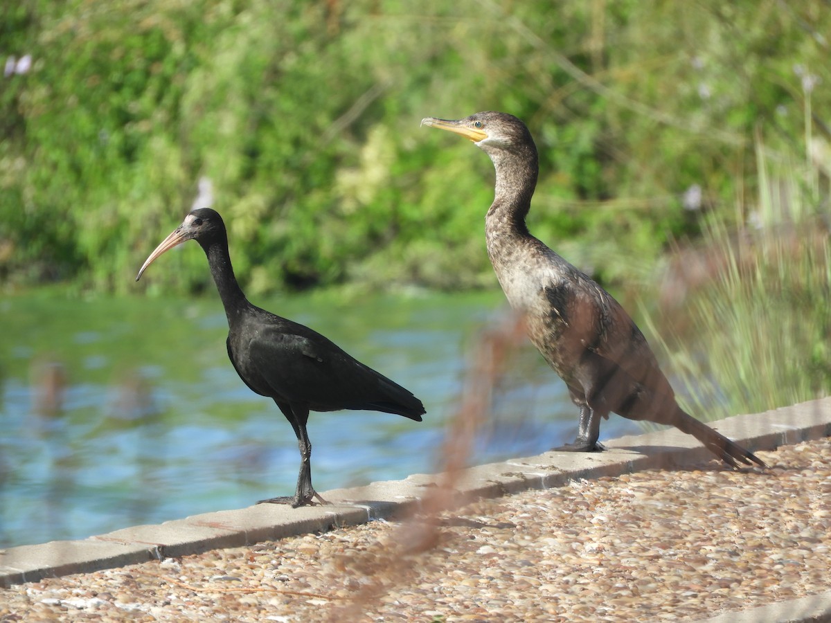 Bare-faced Ibis - Gonzalo Diaz / Birdwatching Argentina.Ar