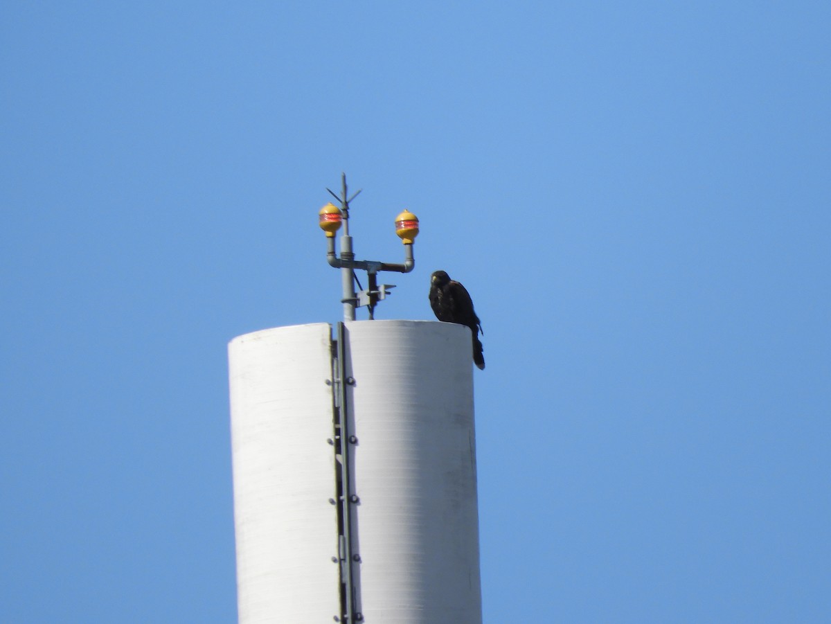 Harris's Hawk - Gonzalo Diaz / Birdwatching Argentina.Ar