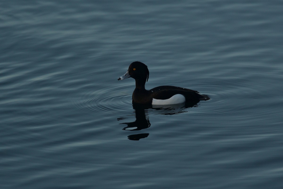 Tufted Duck - ML614009543