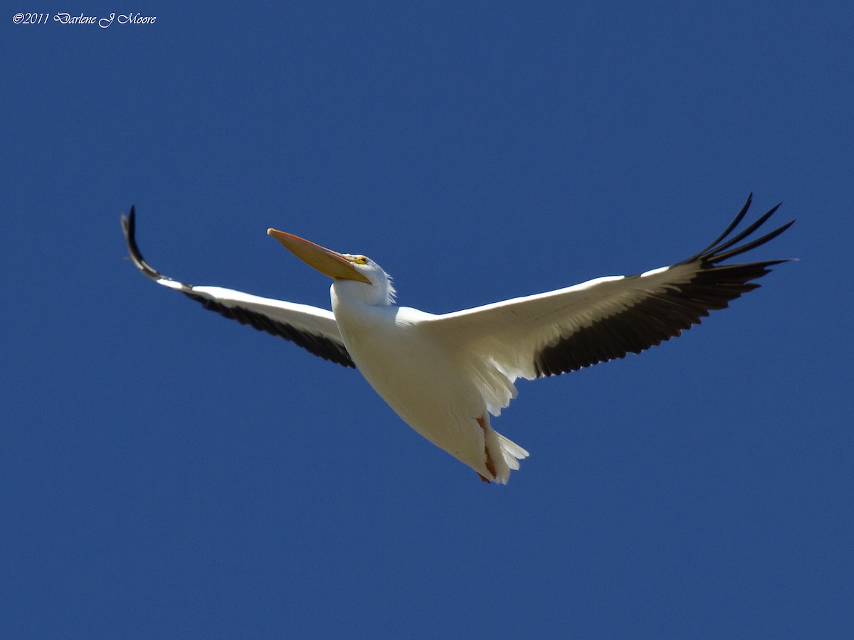 American White Pelican - ML614009575