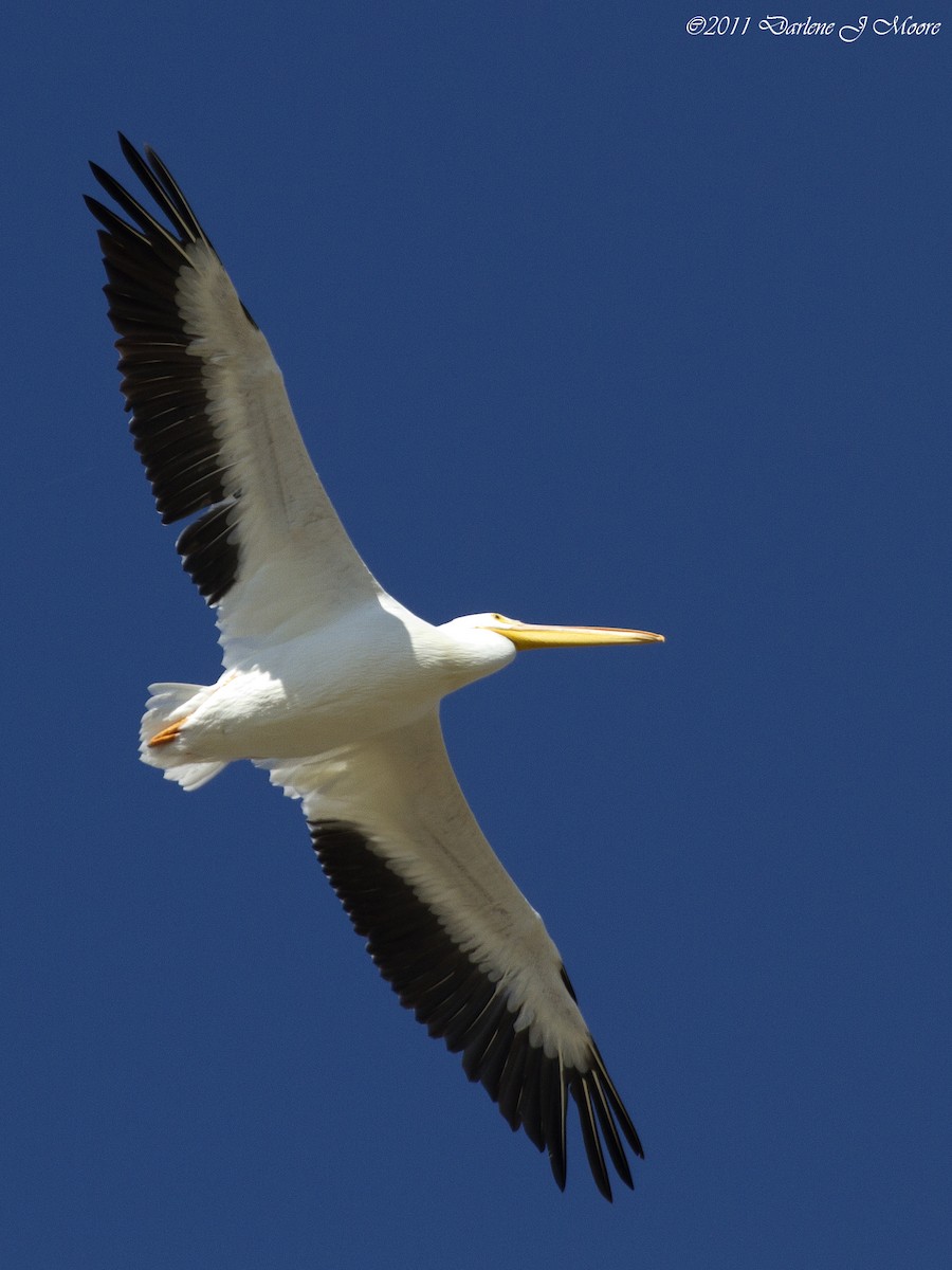 American White Pelican - ML614009577