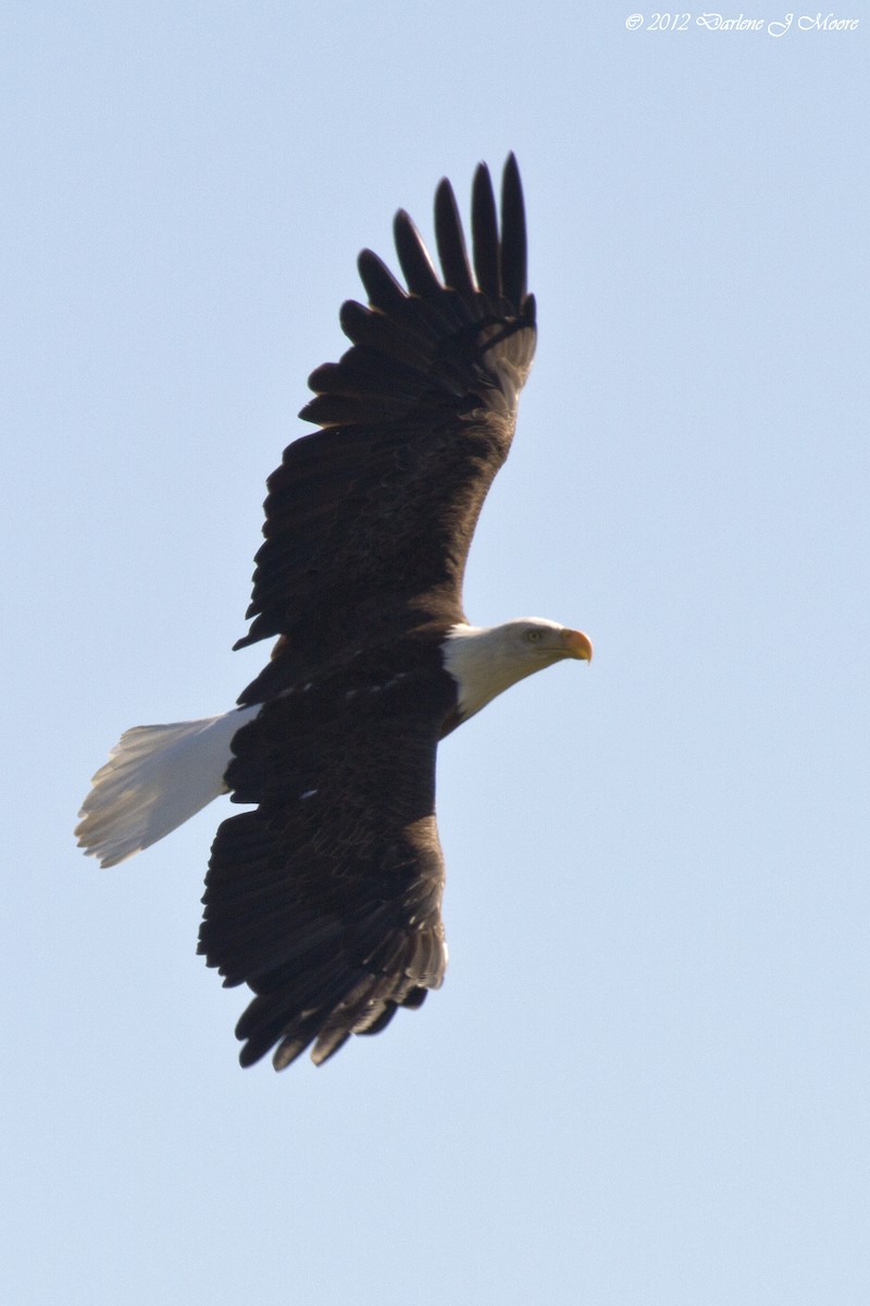 Bald Eagle - ML614009639