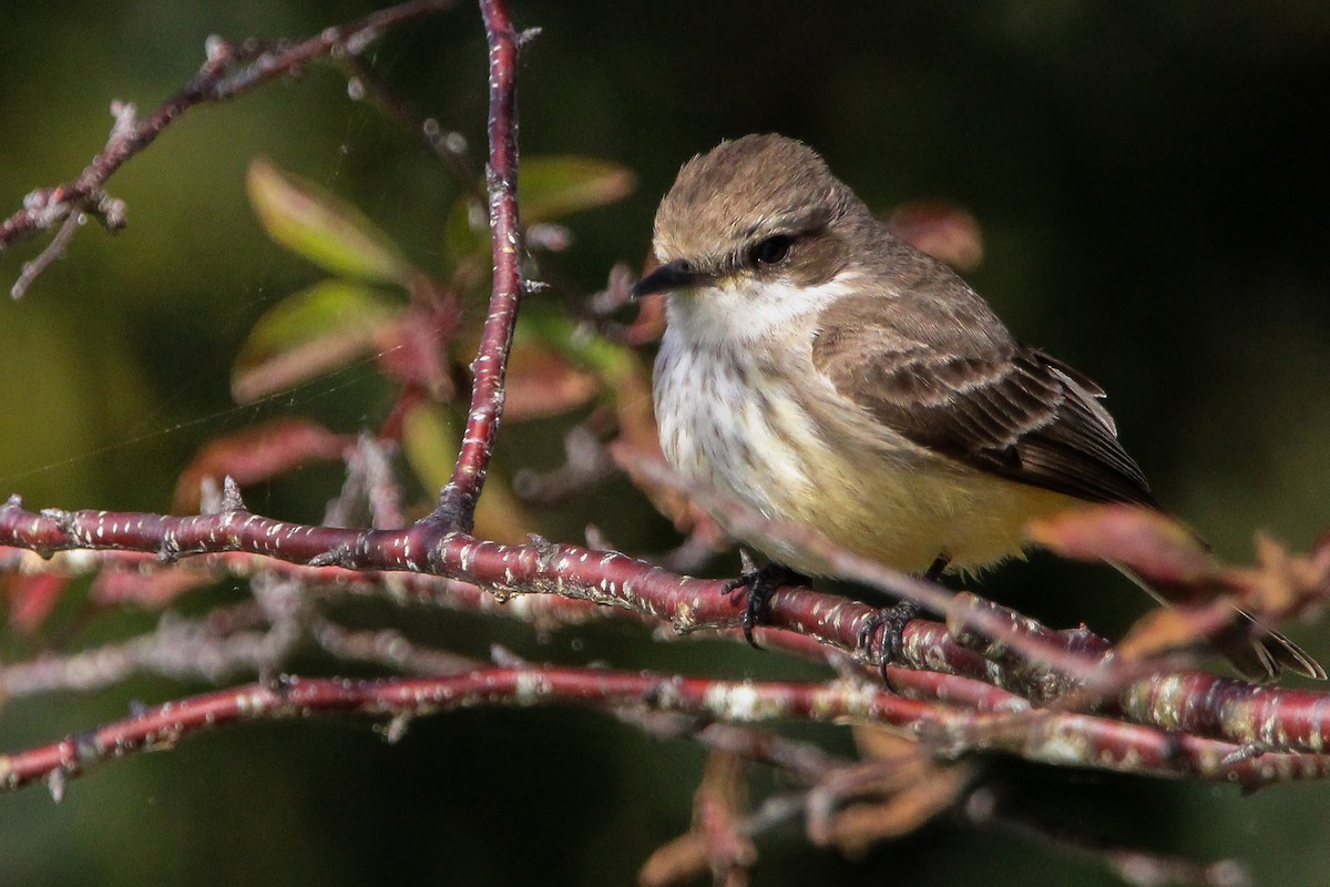 Vermilion Flycatcher - ML614009655