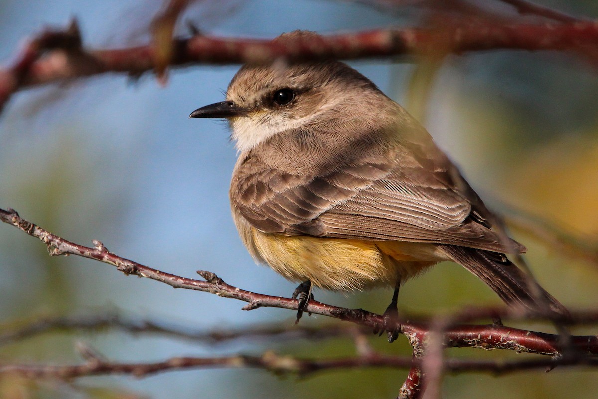 Vermilion Flycatcher - ML614009656