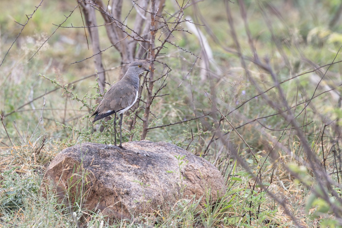 Senegal Lapwing - ML614009708