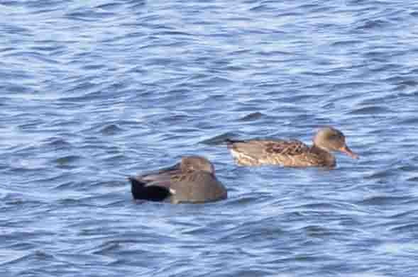 Gadwall - Ann Van Sant