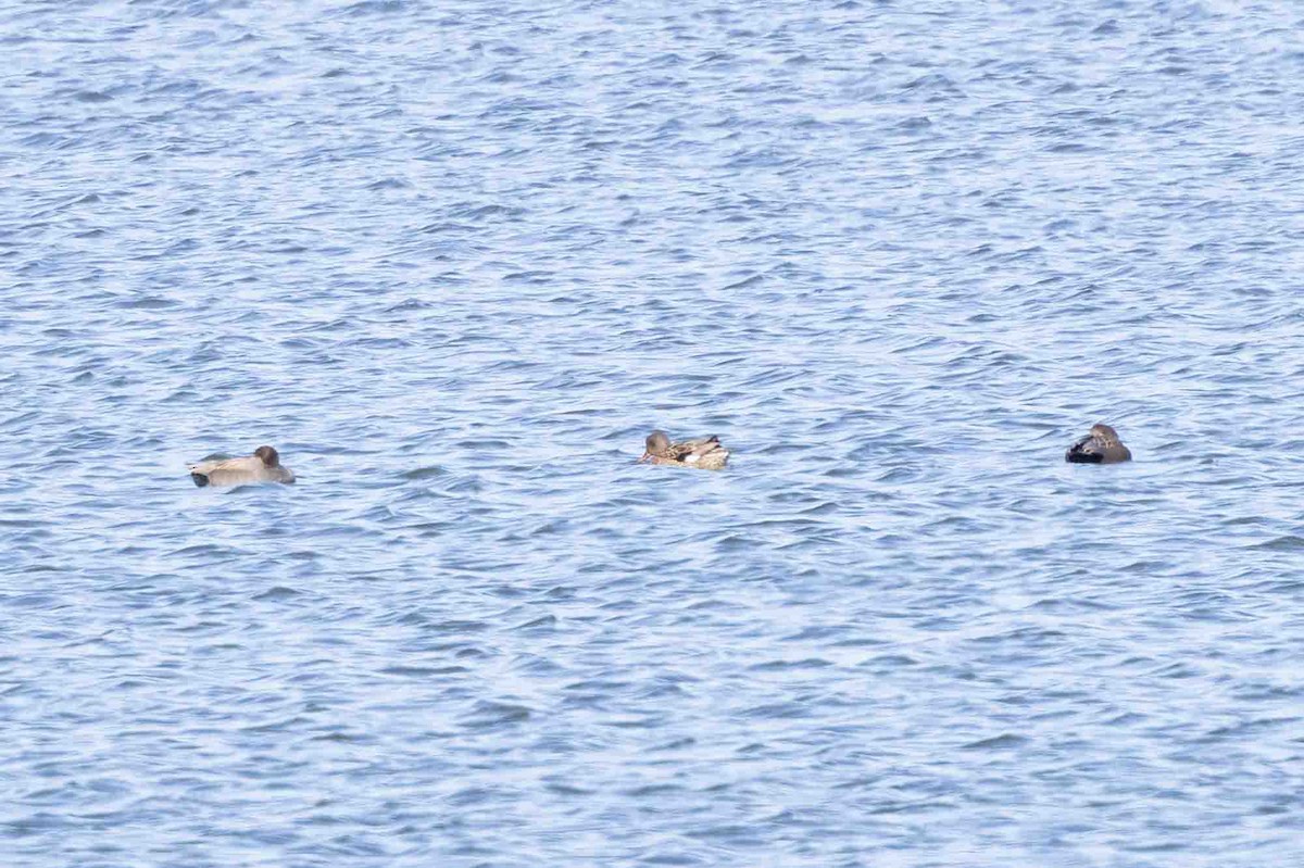 Gadwall - Ann Van Sant