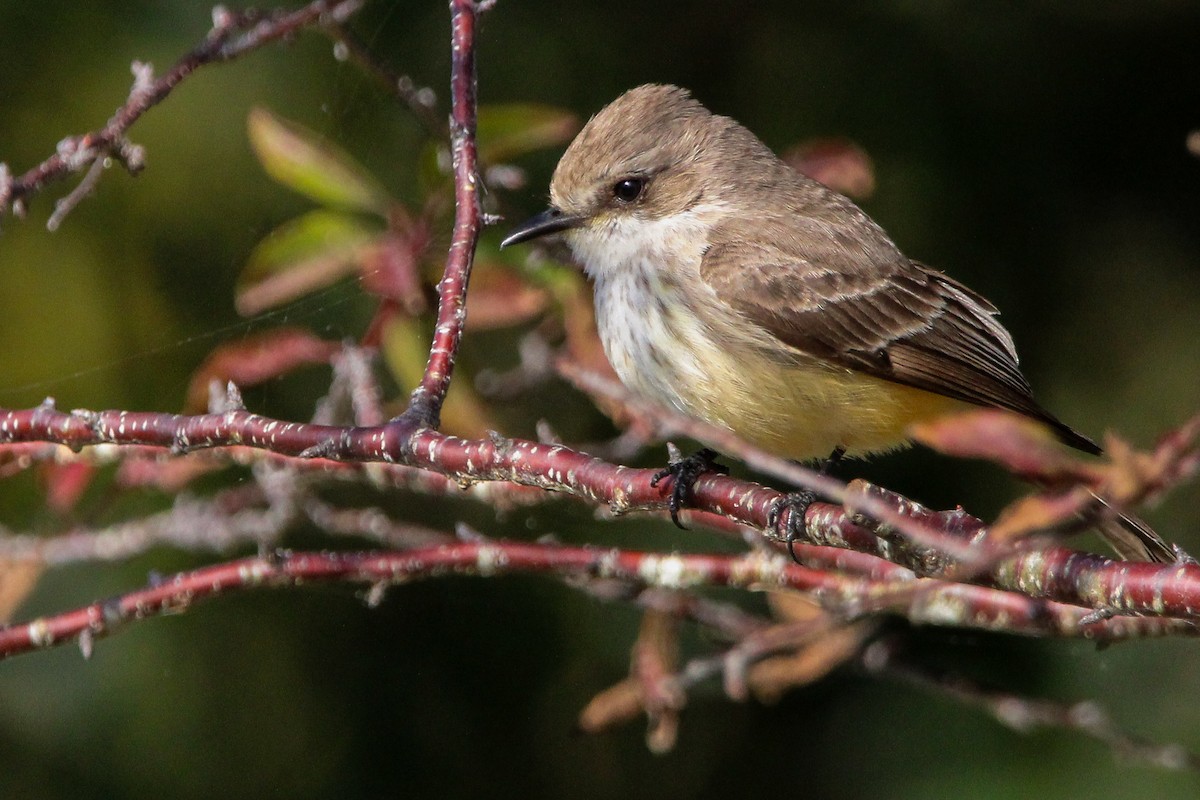 Vermilion Flycatcher - ML614009746