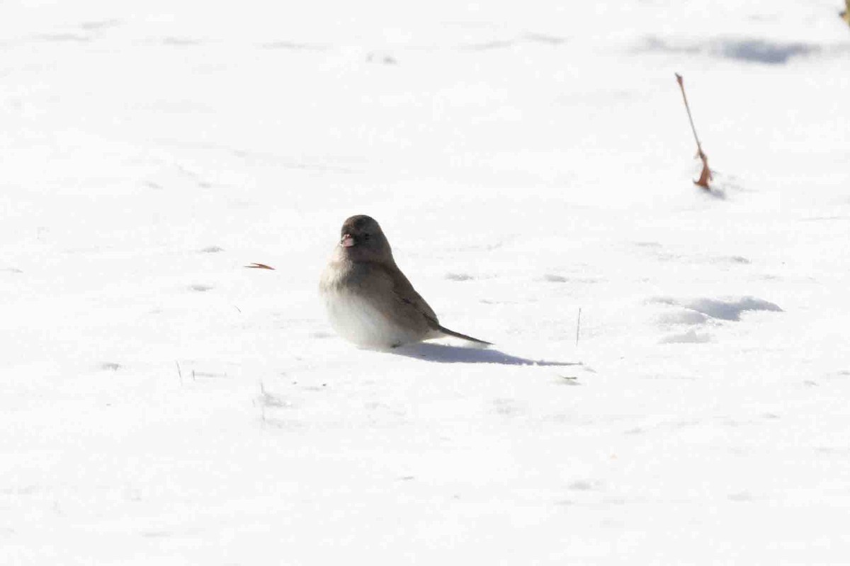 Юнко сірий (підвид hyemalis/carolinensis) - ML614009762