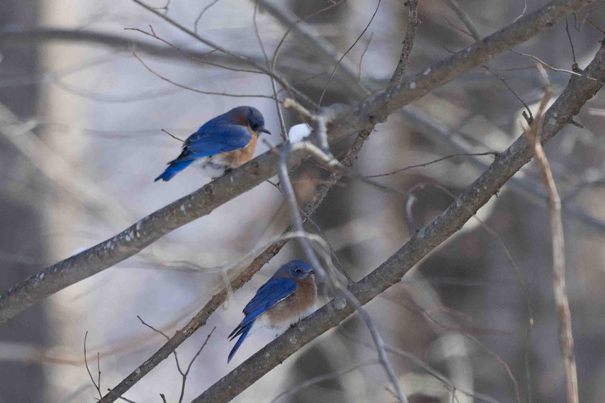 Eastern Bluebird - Ann Van Sant