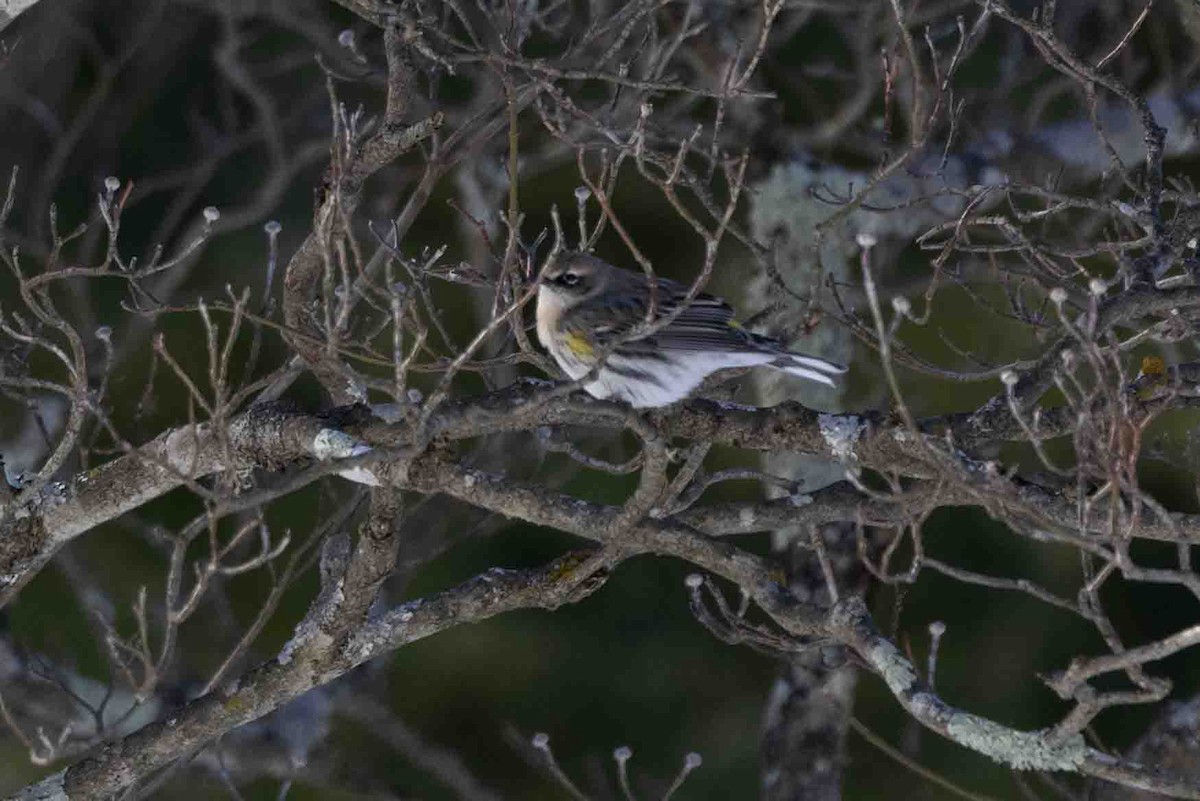 Yellow-rumped Warbler (Myrtle) - Ann Van Sant