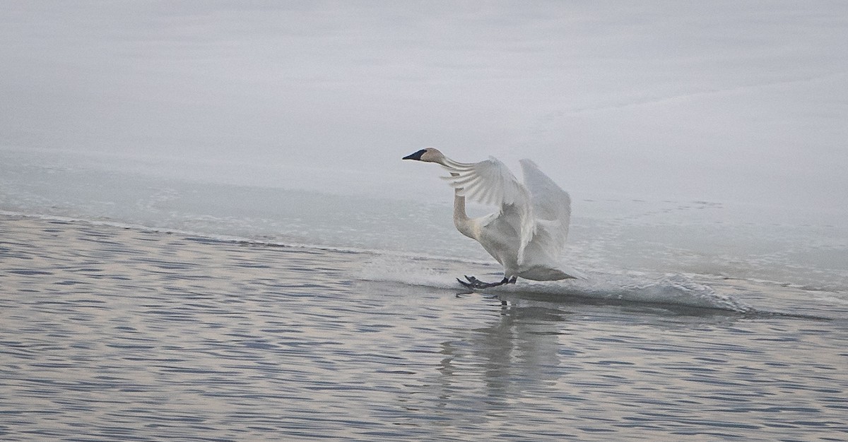 Trumpeter Swan - ML614009789