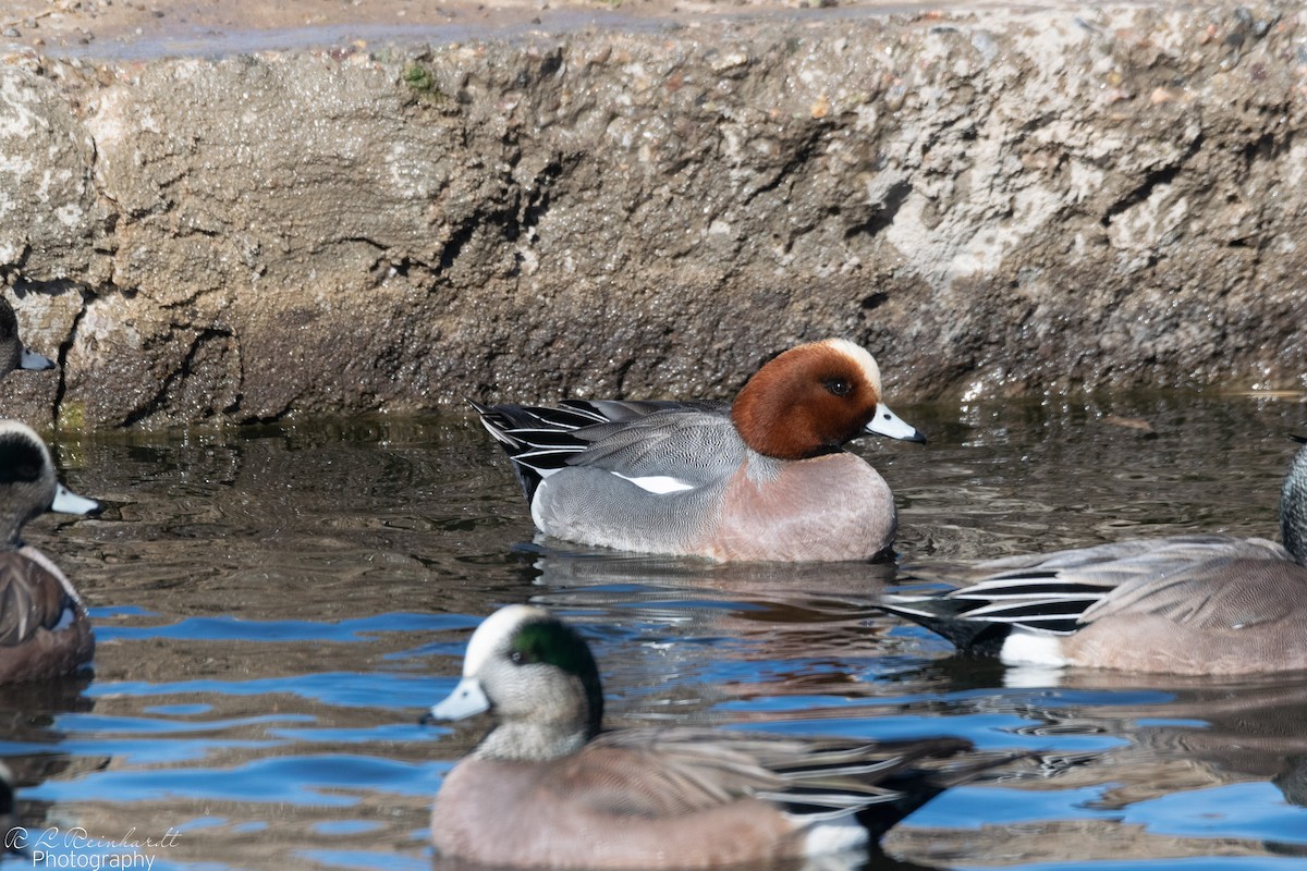 Eurasian Wigeon - ML614009801