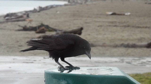 American Crow - ML614009874