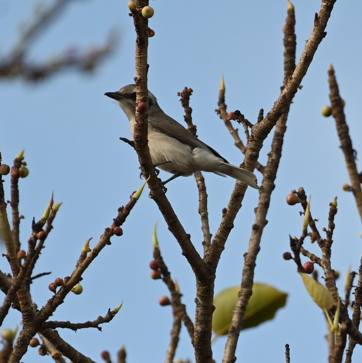 Common Woodshrike - Sajeev Krishnan