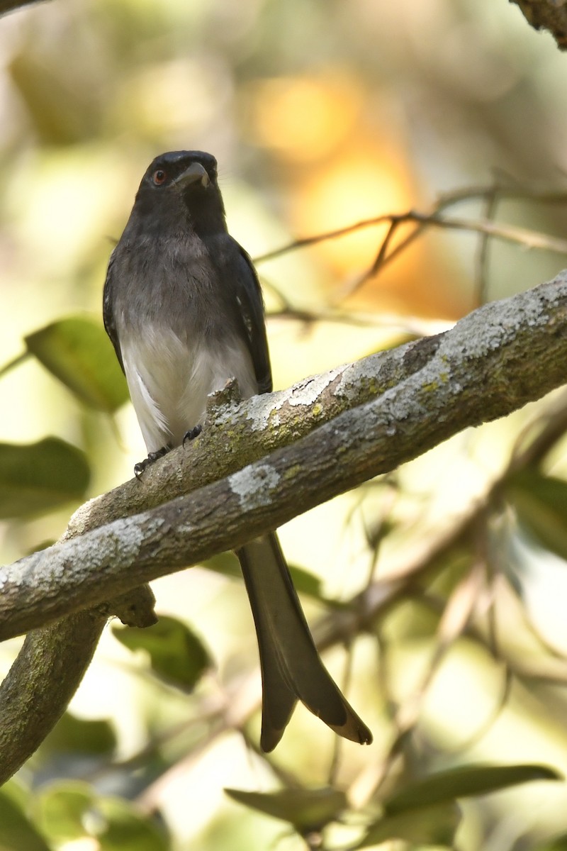 White-bellied Drongo - ML614009930