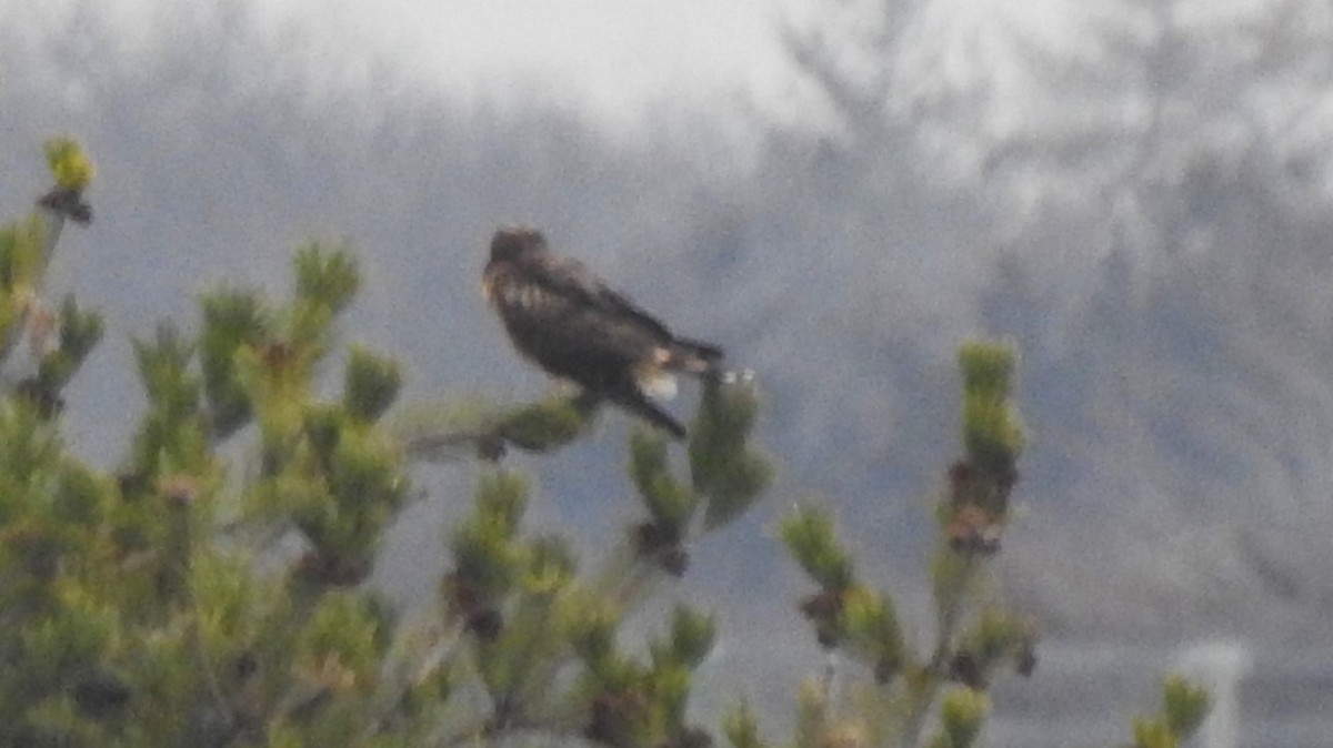 Northern Harrier - ML614009936