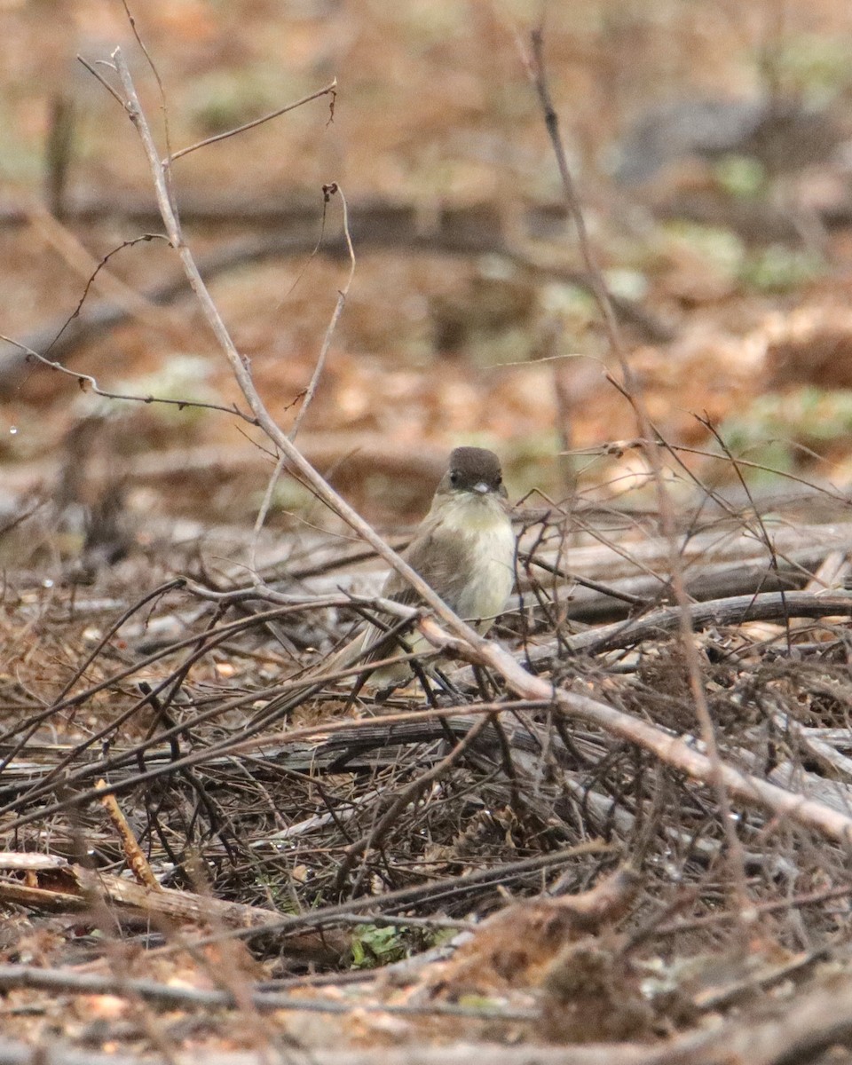 Eastern Phoebe - ML614009972