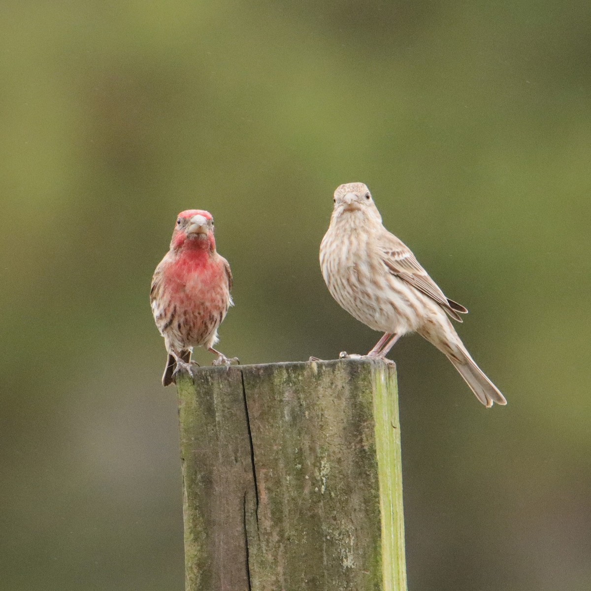 House Finch - ML614009975