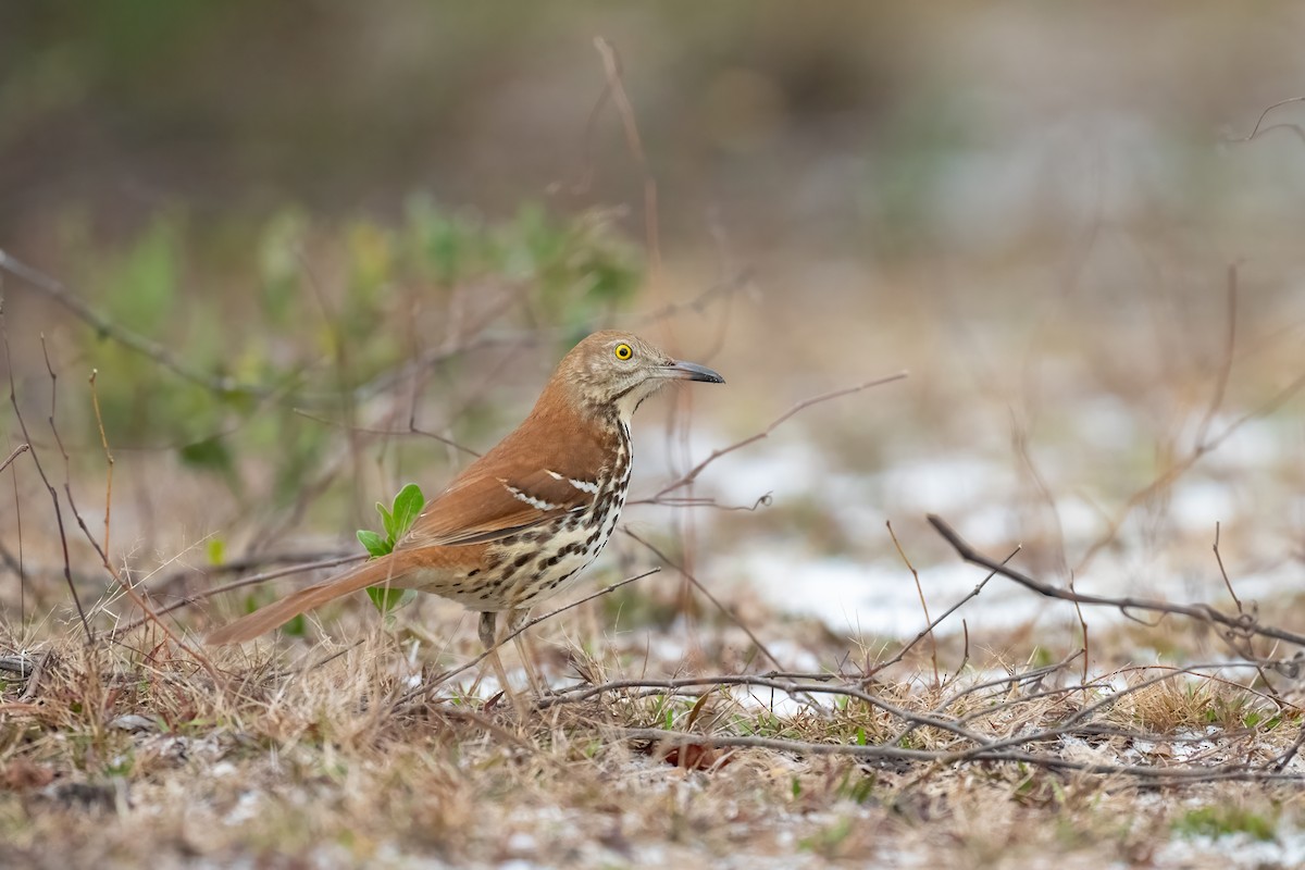 Brown Thrasher - ML614010028