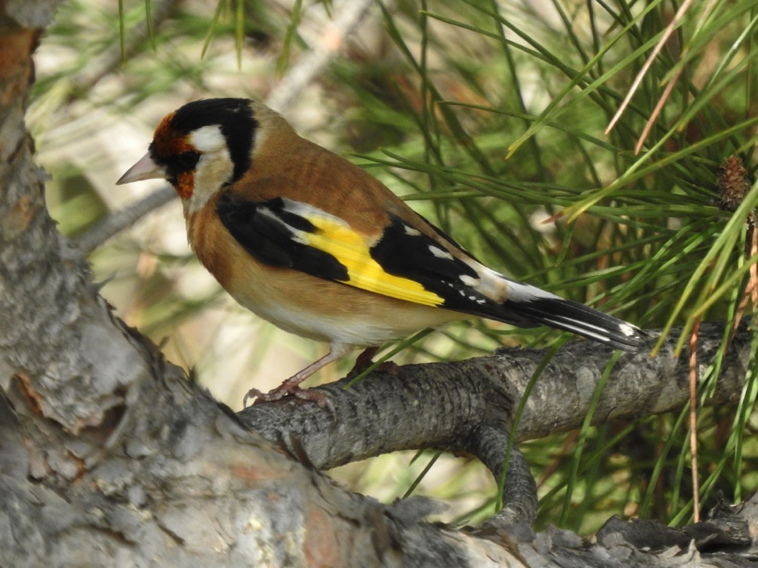 European Goldfinch - ML614010044