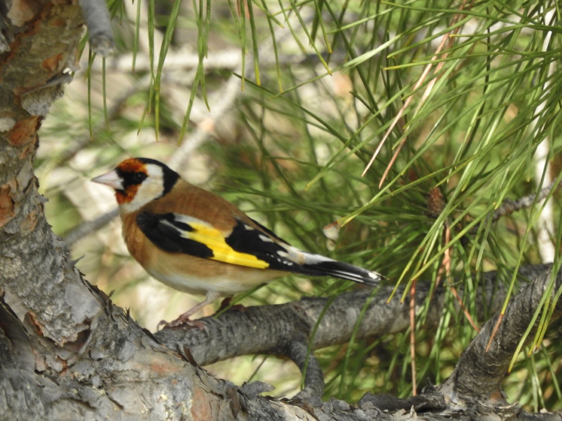 European Goldfinch - ML614010045