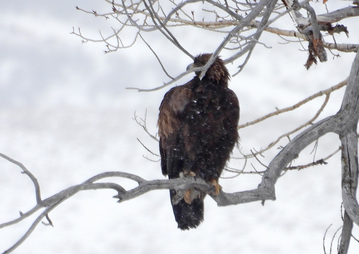 Golden Eagle - ML614010074