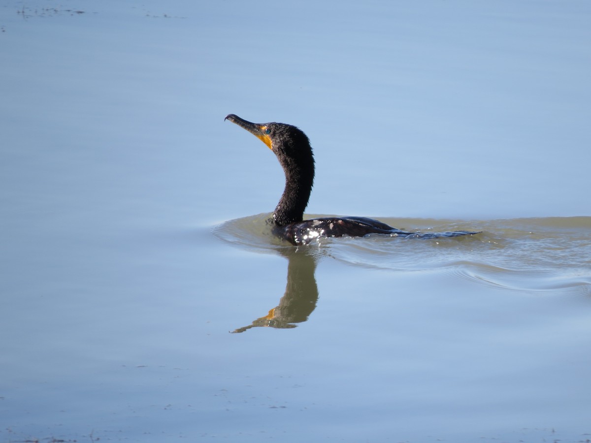 Cormoran à aigrettes - ML61401011