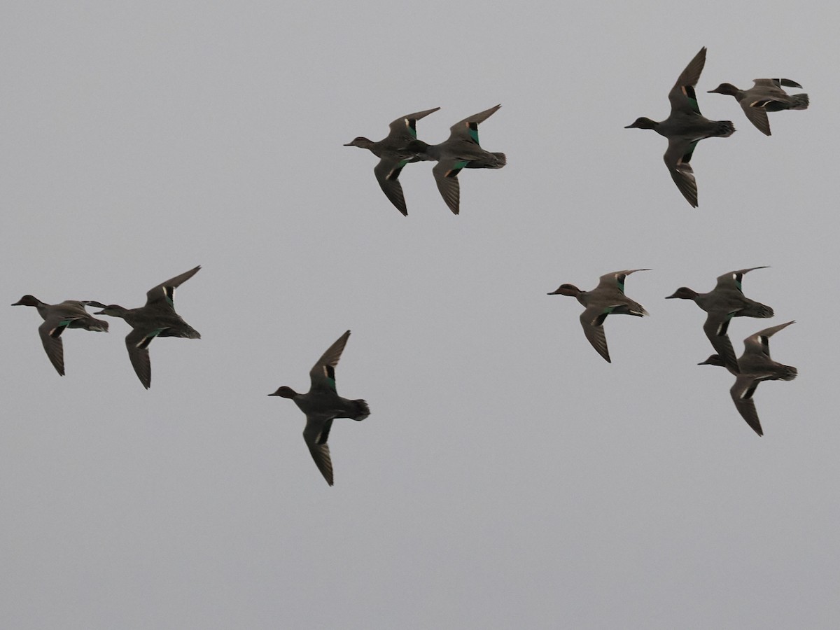 Green-winged Teal - ML614010110