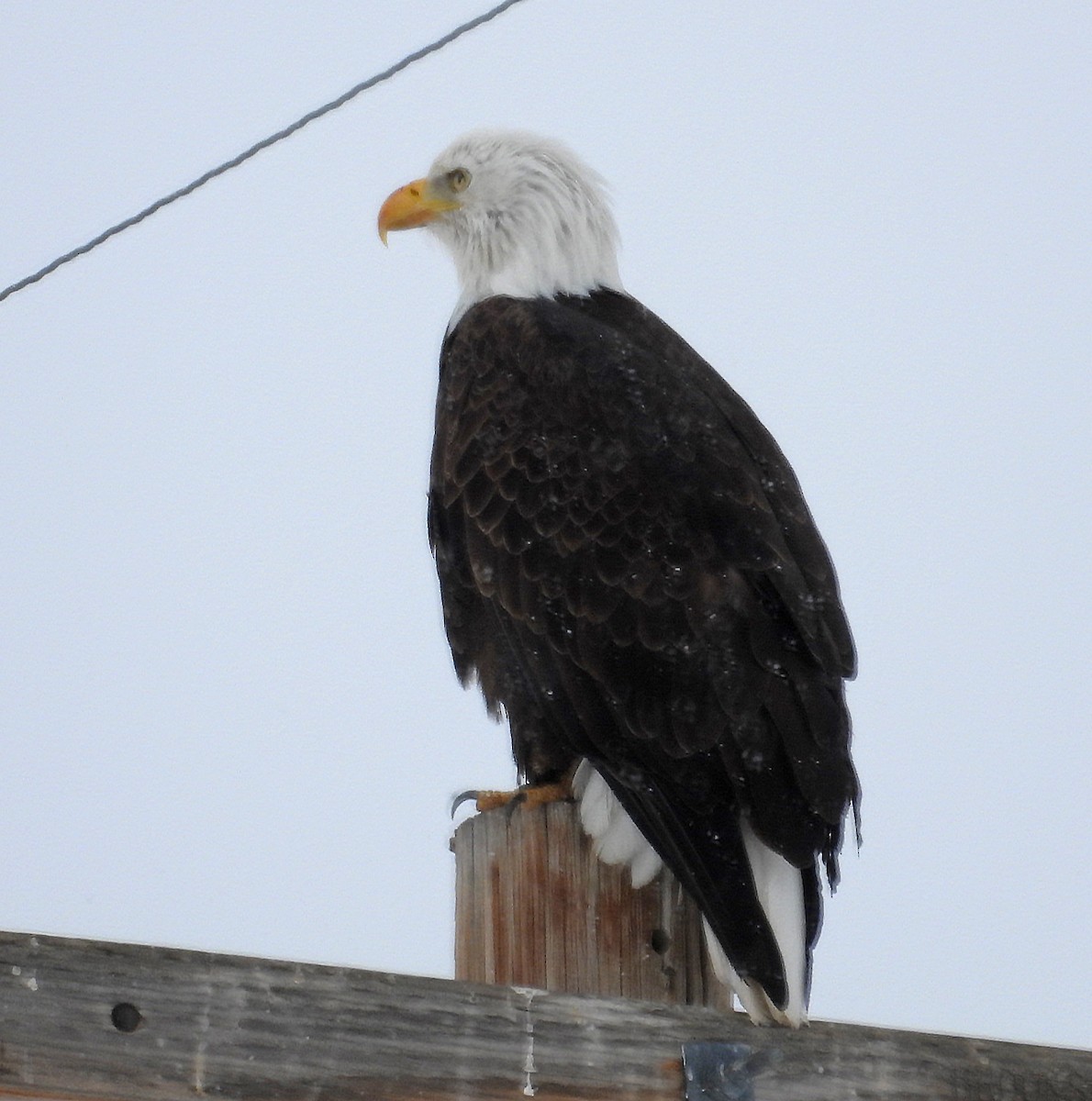 Bald Eagle - ML614010115