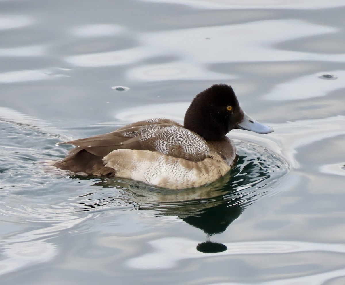 Lesser Scaup - ML614010118