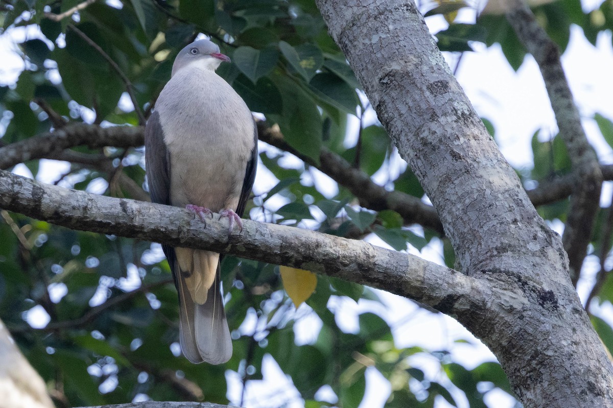 Mountain Imperial-Pigeon - ML614010127