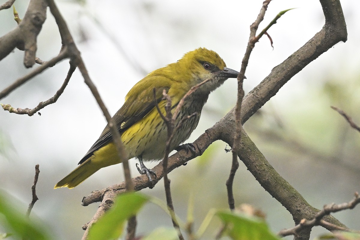 Indian Golden Oriole - ML614010200