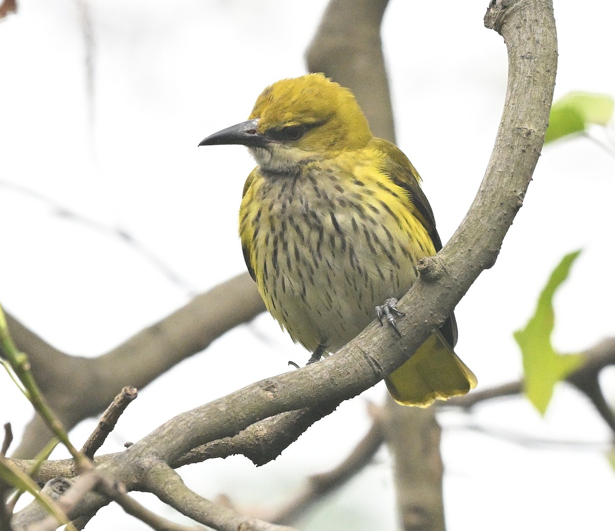 Indian Golden Oriole - ML614010203