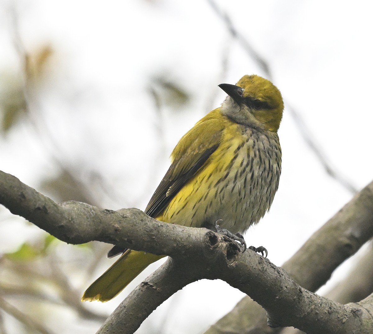 Indian Golden Oriole - ML614010208