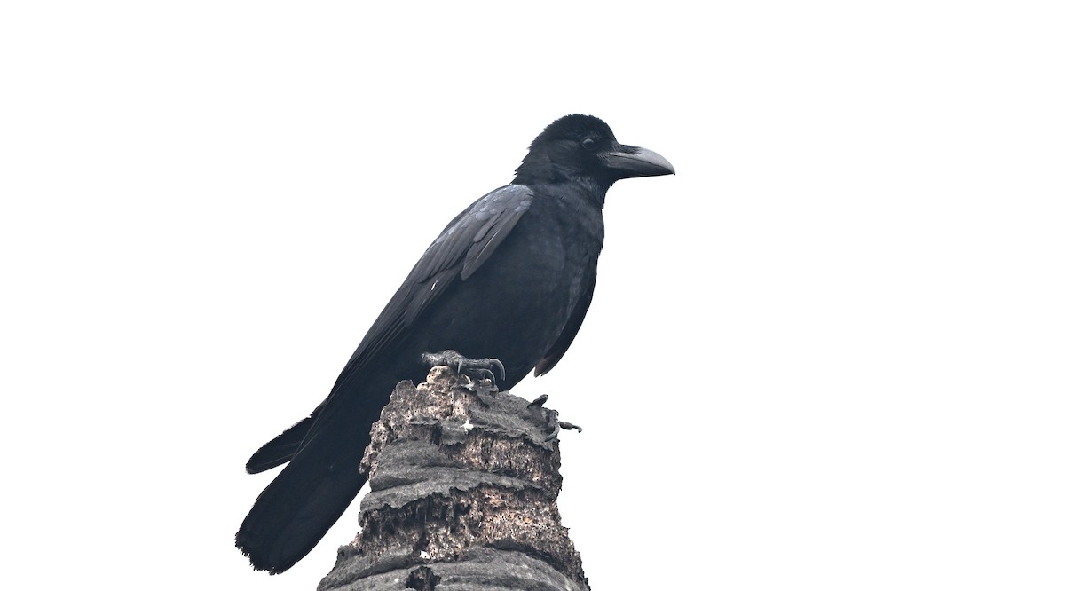 Large-billed Crow - ML614010226