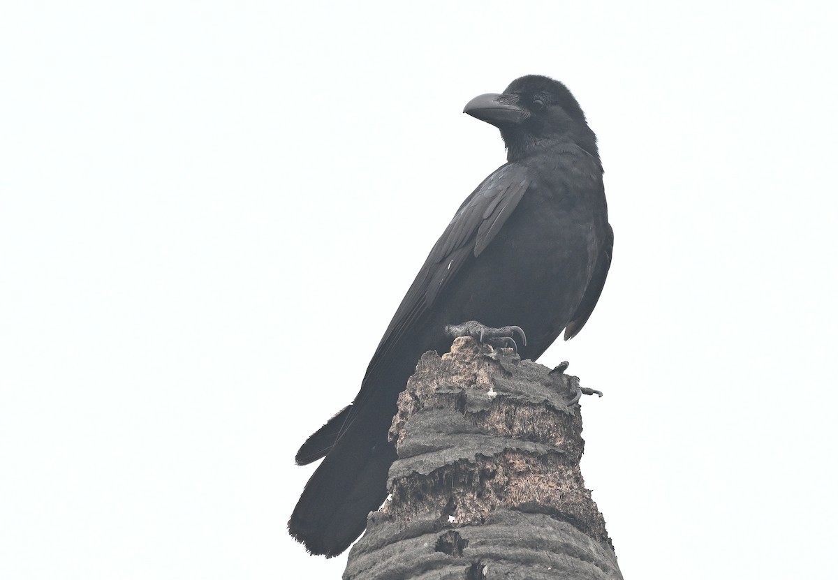 Large-billed Crow - ML614010235