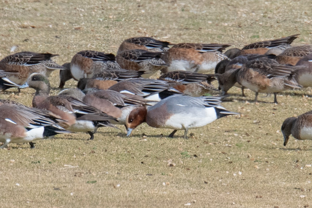 Canard siffleur - ML614010327