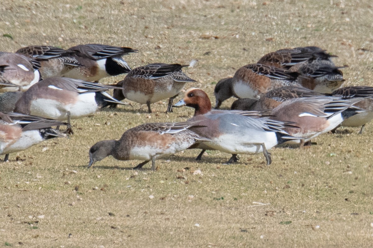 Eurasian Wigeon - ML614010328