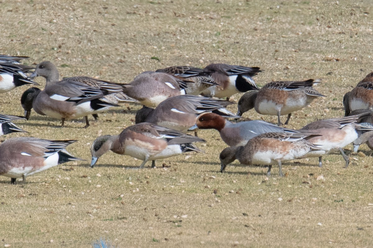 Eurasian Wigeon - ML614010330