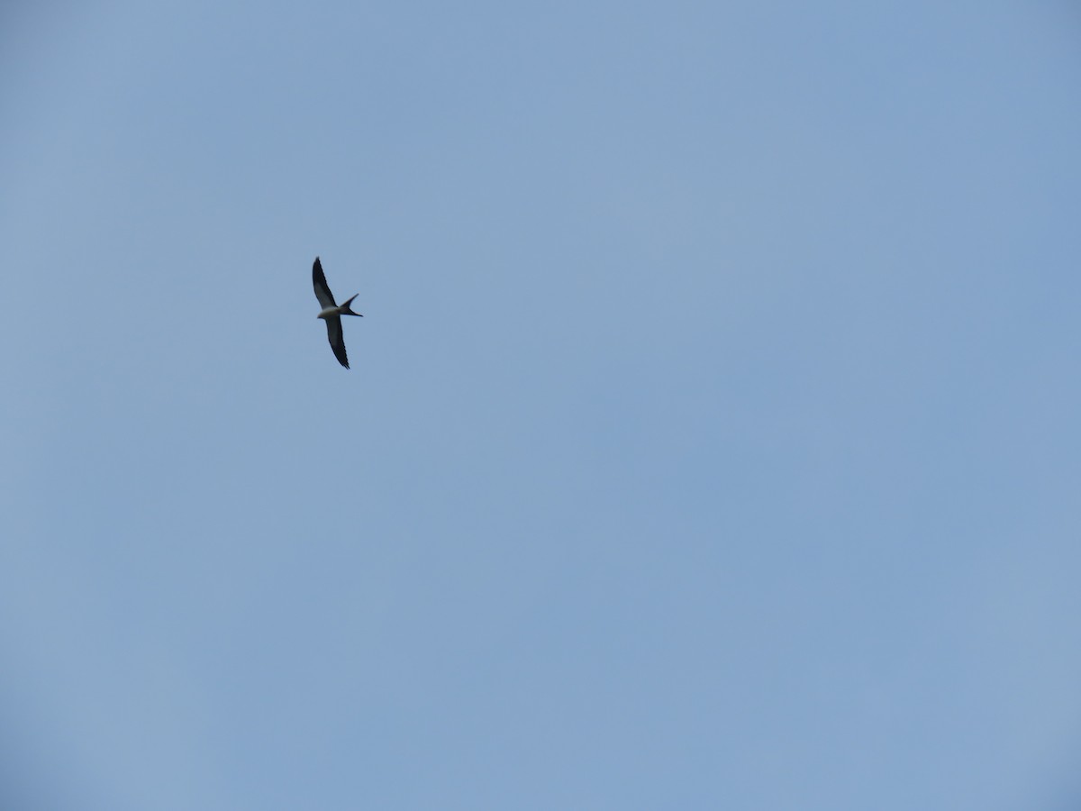 Swallow-tailed Kite - ML614010347