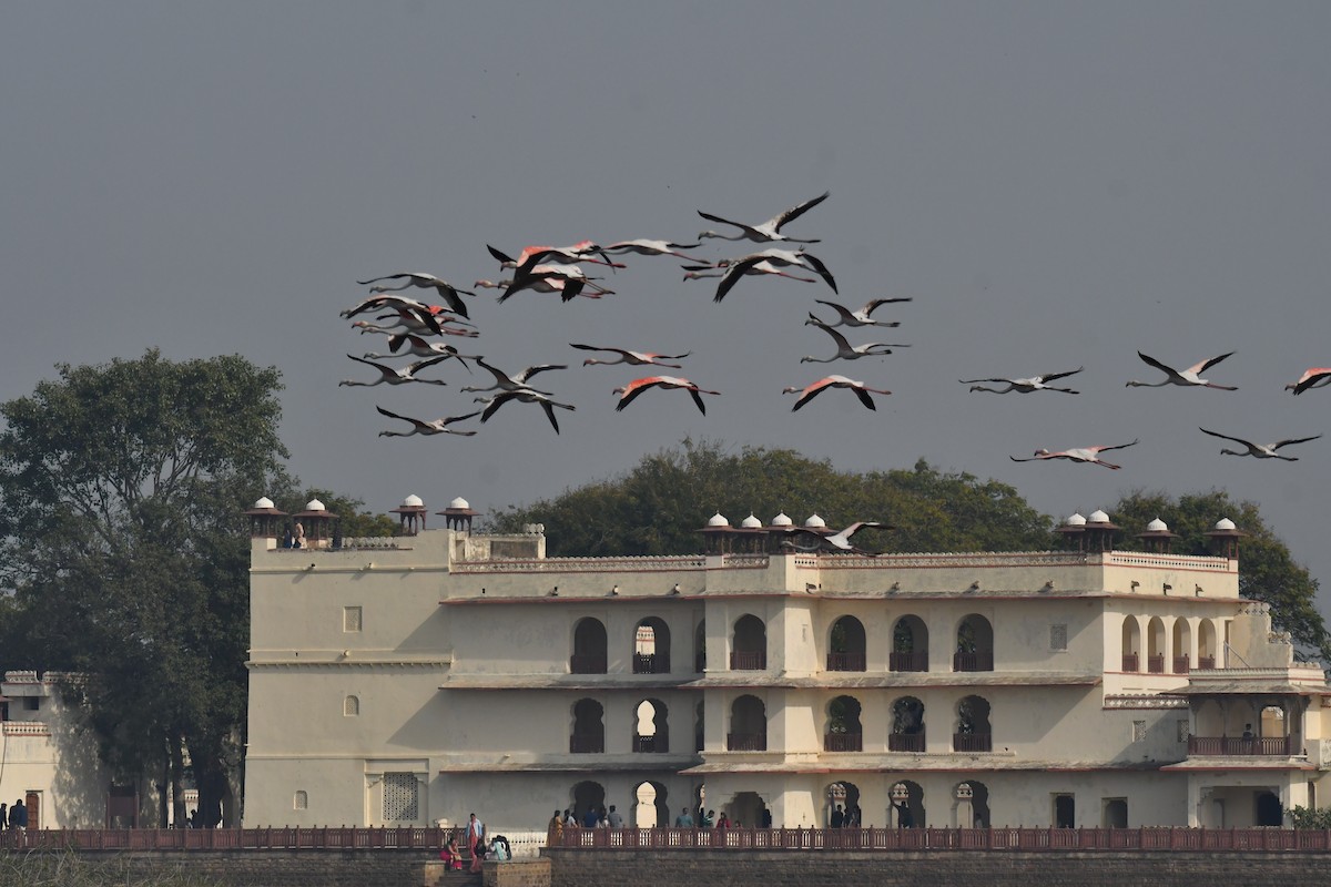 Greater Flamingo - Harshit Sharma