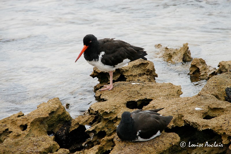 American Oystercatcher - ML61401041