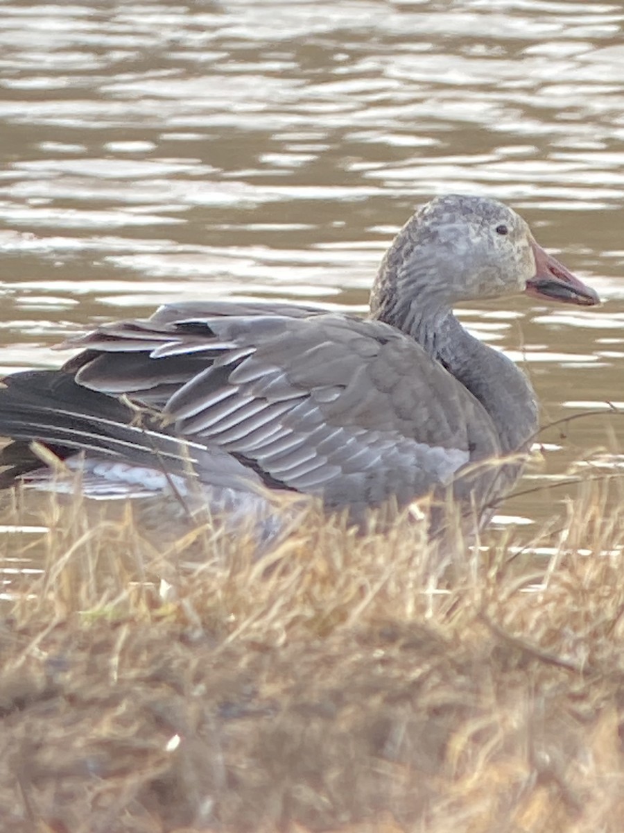 Snow Goose - ML614010454