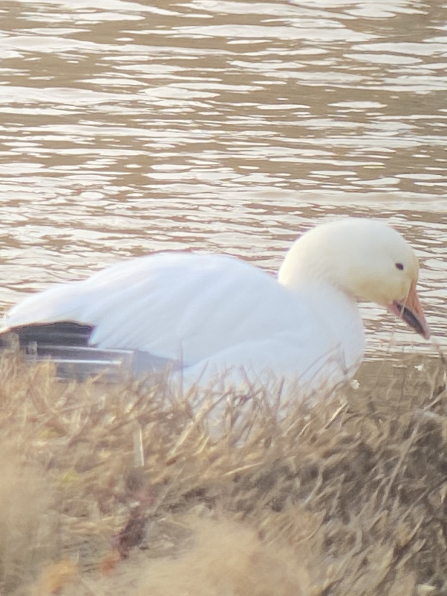 Snow Goose - ML614010455