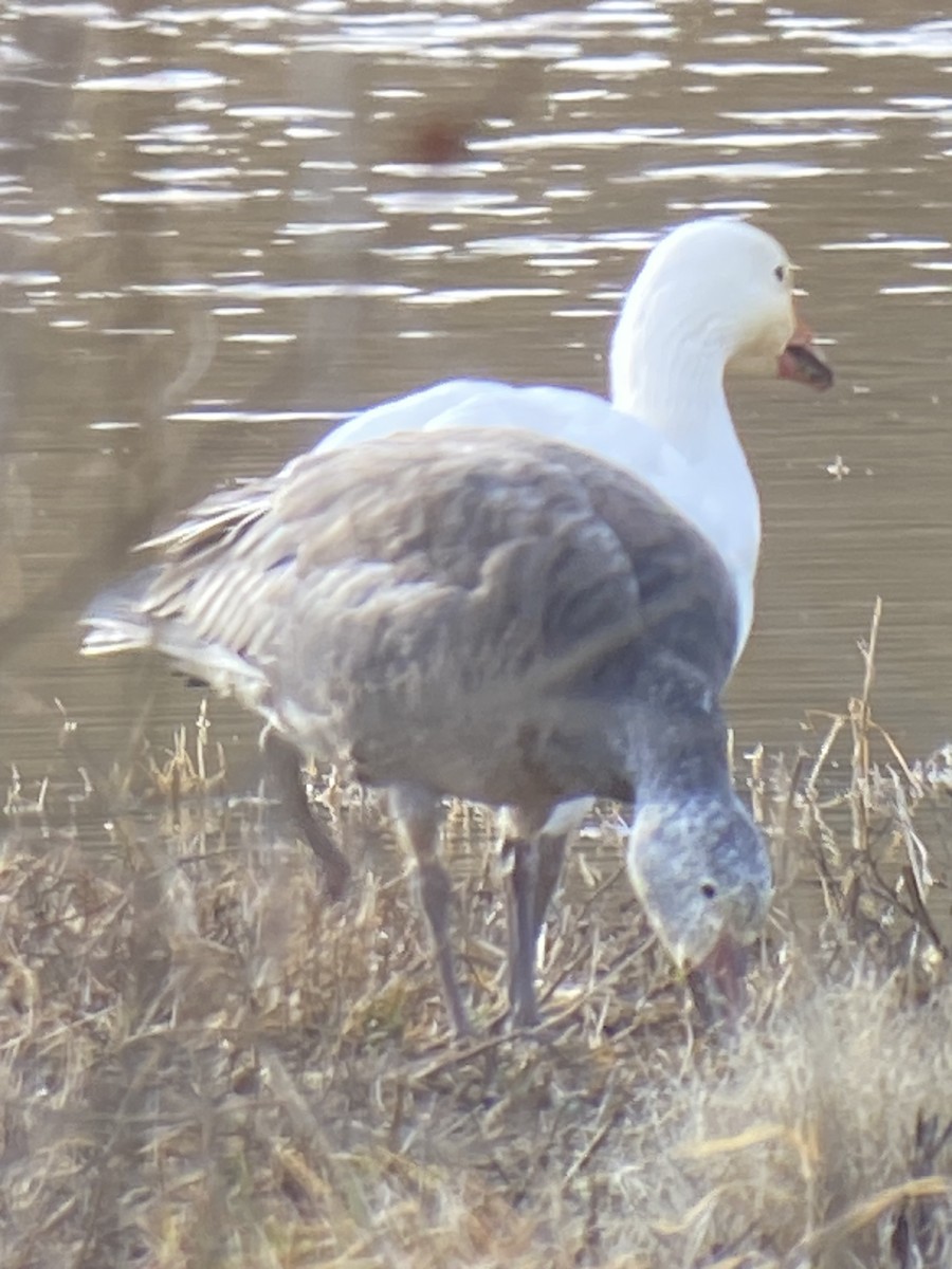 Snow Goose - ML614010456