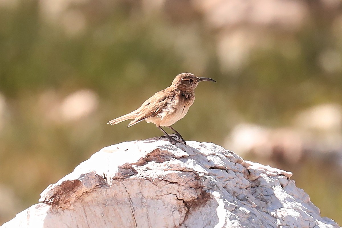 Scale-throated Earthcreeper - ML614010475